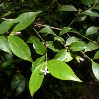 Gaertnera rosea Thwaites ex Benth.